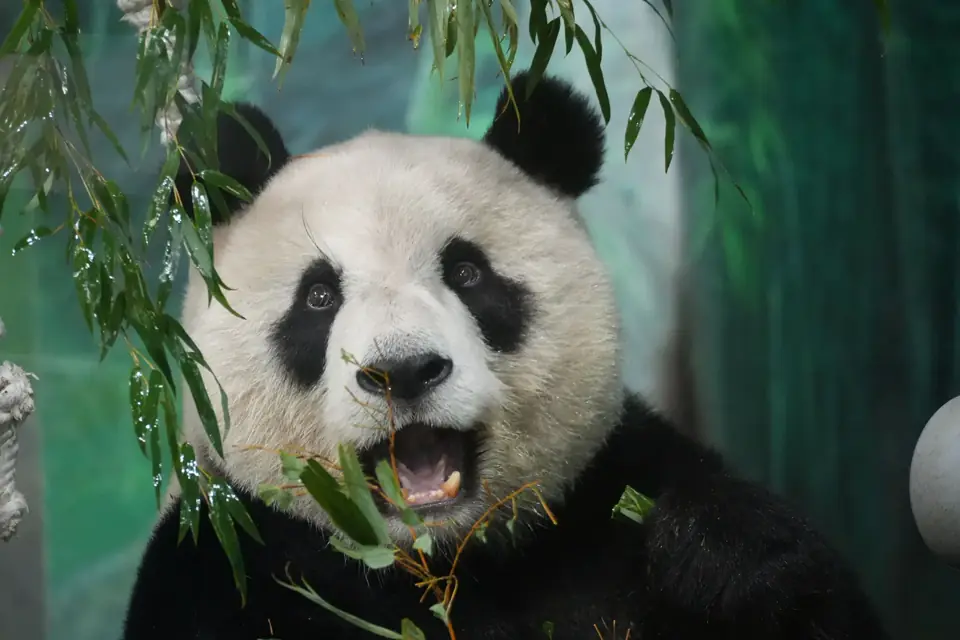 A giant panda eating bamboo in Chengdu